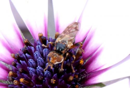 Myopa buccata